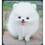 HEARTS4PUPPIES