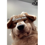 THE DOG UNIVERSE