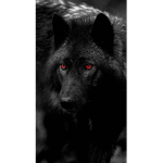 Wolfs Are Rulers