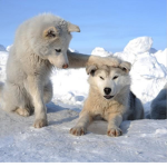 Winters wolf pack