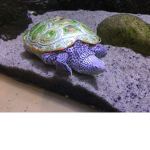Love turtles