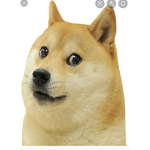 Team Doges!!!