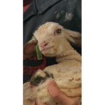 Baby lambs