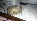 ratout <3