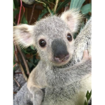 KoalaGoose Sportz