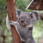 The Koala friends group