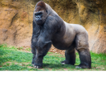The Gorilla Fan Club (epic)