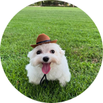 [EVENT] Got snowball