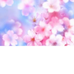 かわいい きれい