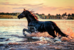 Pearlhooves Riding Academy