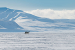 tundra .