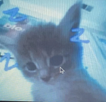 Cats house!:D