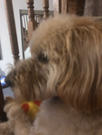 Dogs are my favorite animals