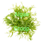 Algae Studios