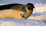 The Seal Squad™