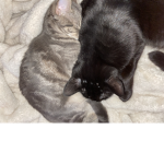 Kittys friends mmmmm