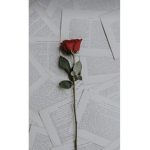 The rose, petal group