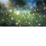 Firefly leafy