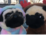 love d ok gs do much
