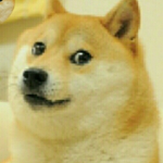 Doge vs Dog