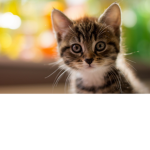 THE GREAT KITTY CATS