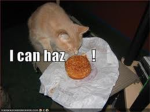C.C.U. Cheesebuger Cats Untied