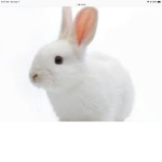 Bunny Cafe Group