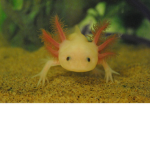 The Axolotl fan group 21