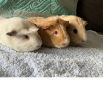 myguineapigcookie