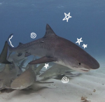 wise sharks.
