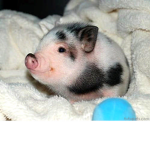 Piggy Gaming Fan Club