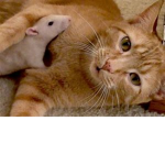 Cats and Rats UNITE!