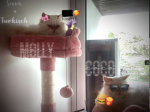 #~the Little cats~#