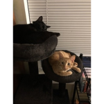 The Cats of Xul