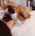 Foxies club!!!