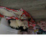 My cat reo!