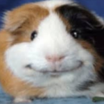 Guinea Pig Pals!