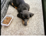 Coco's puppy gang