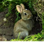 My Bunny Burrow
