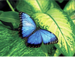 Butterflies_forever