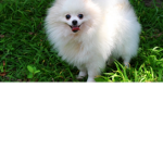 My Angel Puppies