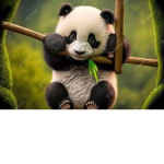 Panda Army Bande 1