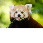 happy red panda