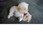 Puppy care :D