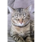 gaming and cats yt