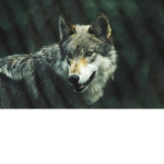 wolfy bros