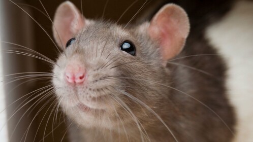 Rat Assassin Training 
