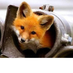 The foxy gang!