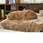 My cat pumpkin