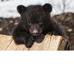 ~+Little Bear Squad+~
